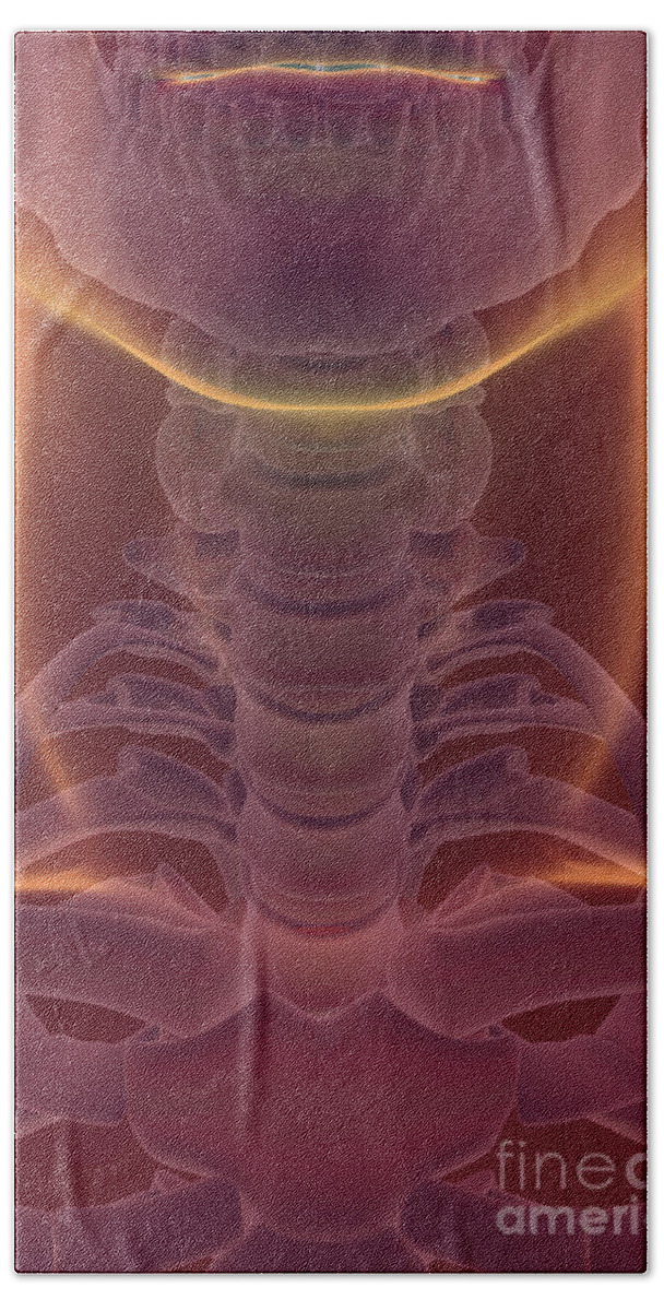 Transparency Bath Towel featuring the photograph Bones Of The Neck #5 by Science Picture Co
