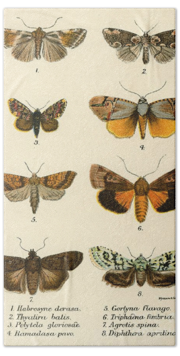 Butterflies Bath Towel featuring the painting Butterflies, Nineteenth century by English School