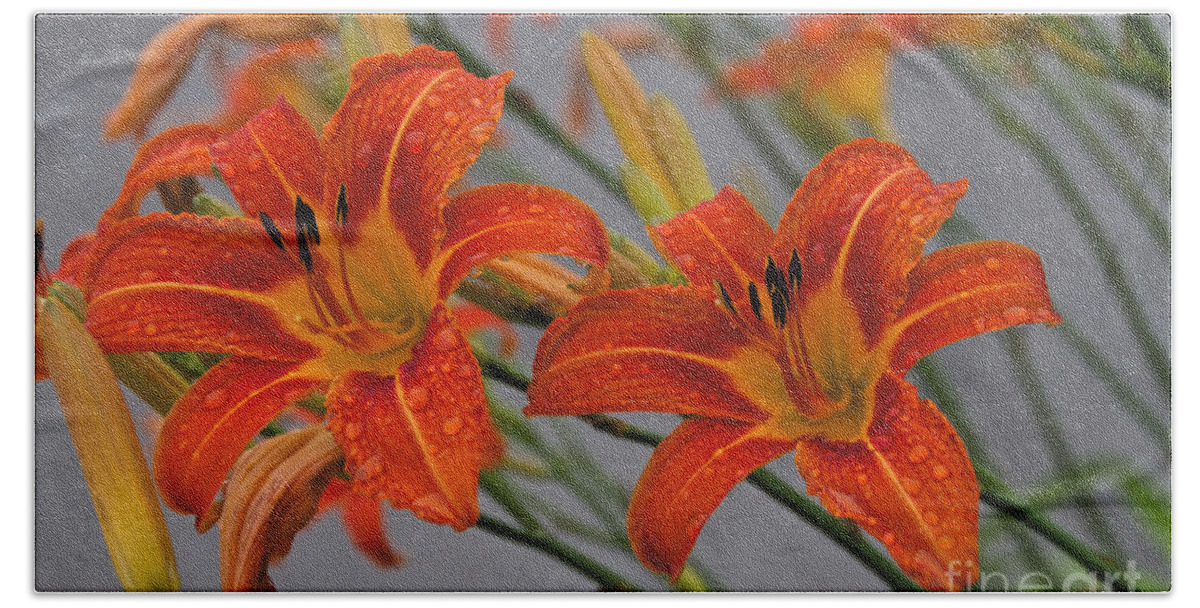 Day Lilly Bath Towel featuring the photograph Day Lilly by William Norton
