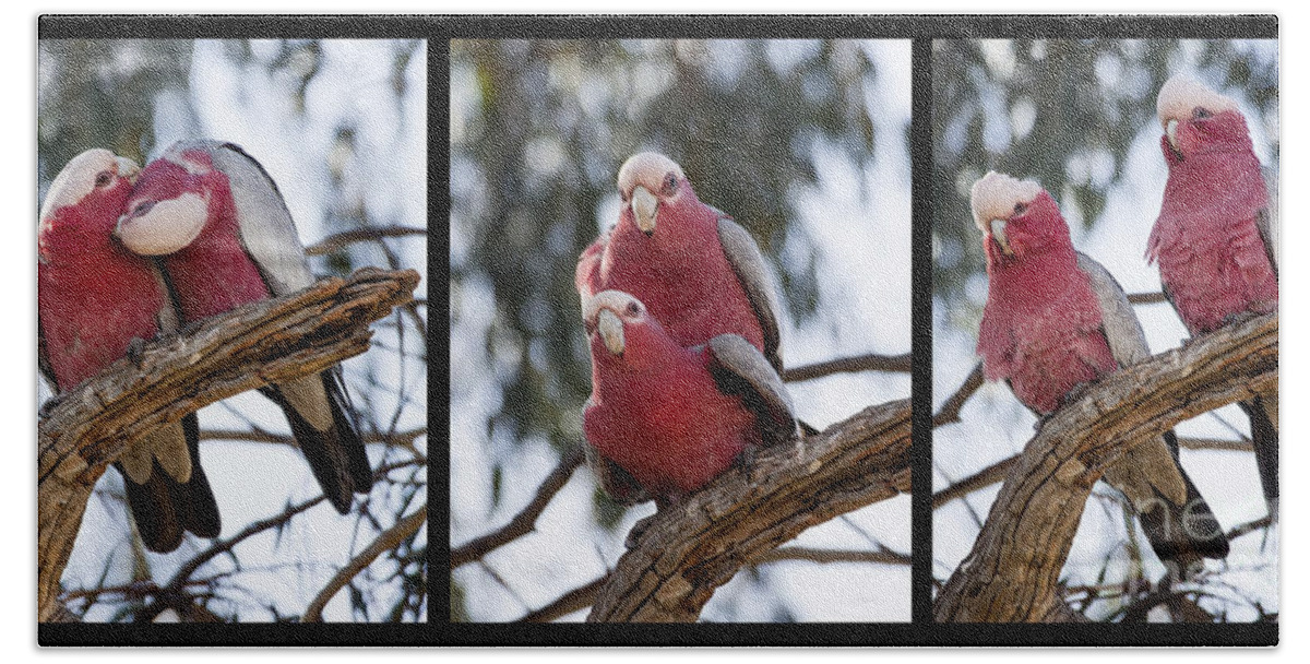 Eolophus Roseicapilla Bath Towel featuring the photograph Galahs #2 by Steven Ralser