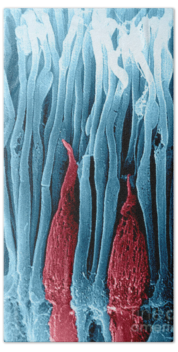 Photoreceptor Hand Towel featuring the photograph Rods And Cones Sem #5 by Ralph C. Eagle, Jr.