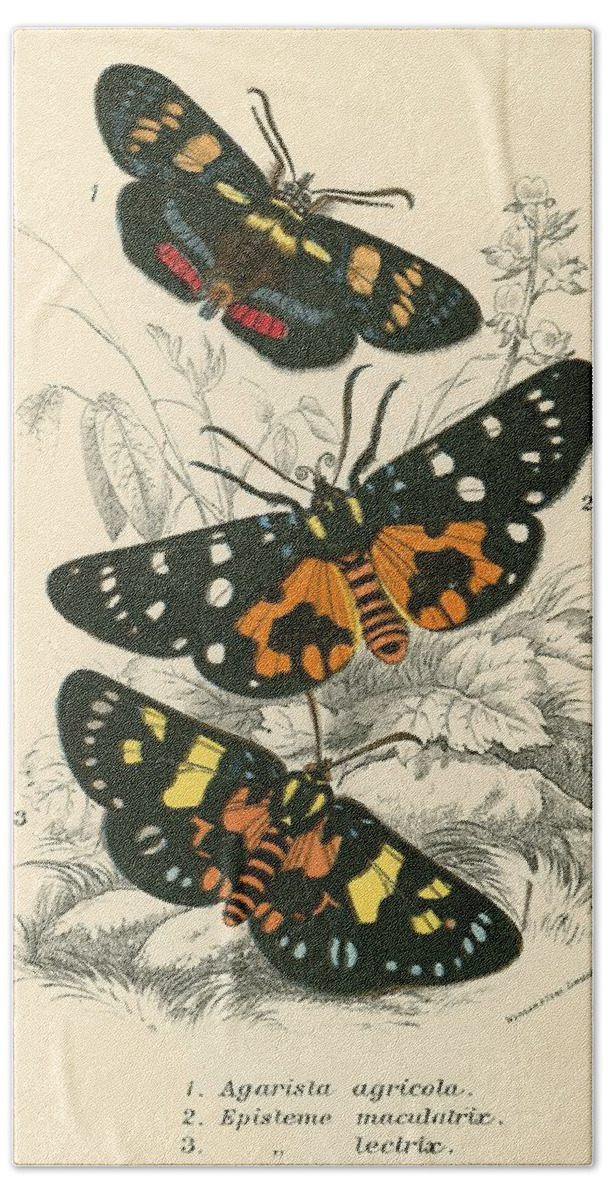 Insect Bath Towel featuring the painting Butterflies by English School