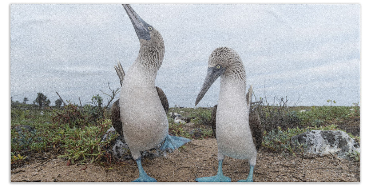 531676 Bath Towel featuring the photograph Blue-footed Booby Courtship Dance by Tui De Roy