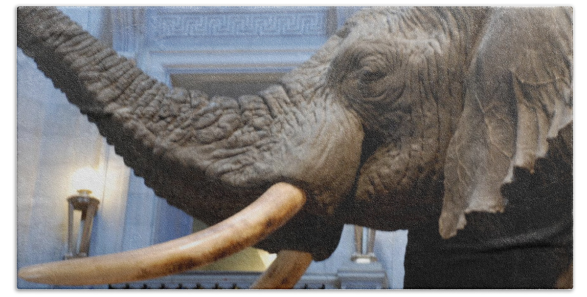Bull Elephant Hand Towel featuring the photograph Bull Elephant in Natural History Rotunda #6 by Kenny Glover