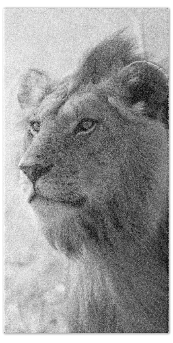 Lion Hand Towel featuring the photograph Golden Boy by Michele Burgess
