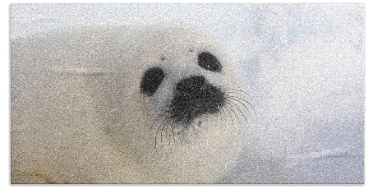 Harp Seal Bath Towel featuring the photograph Harp Seal Baby #6 by M. Watson