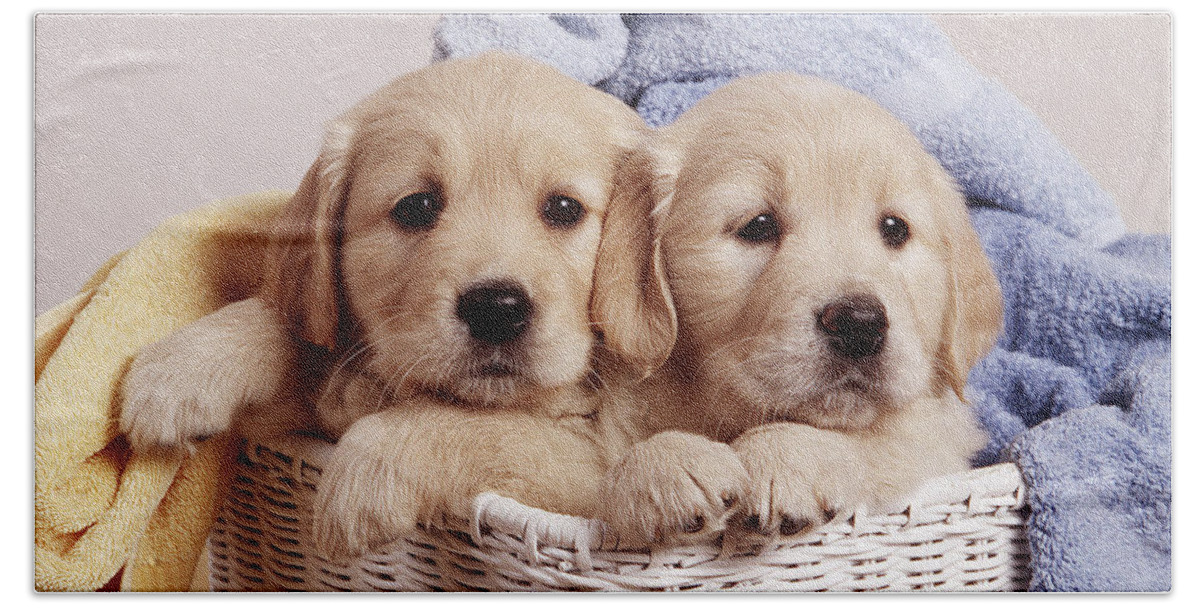 Dog Hand Towel featuring the photograph Golden Retriever Puppies #7 by John Daniels
