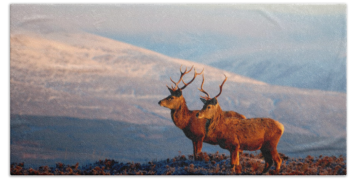  Stags In Snow Hand Towel featuring the photograph Red deer stags #7 by Gavin Macrae