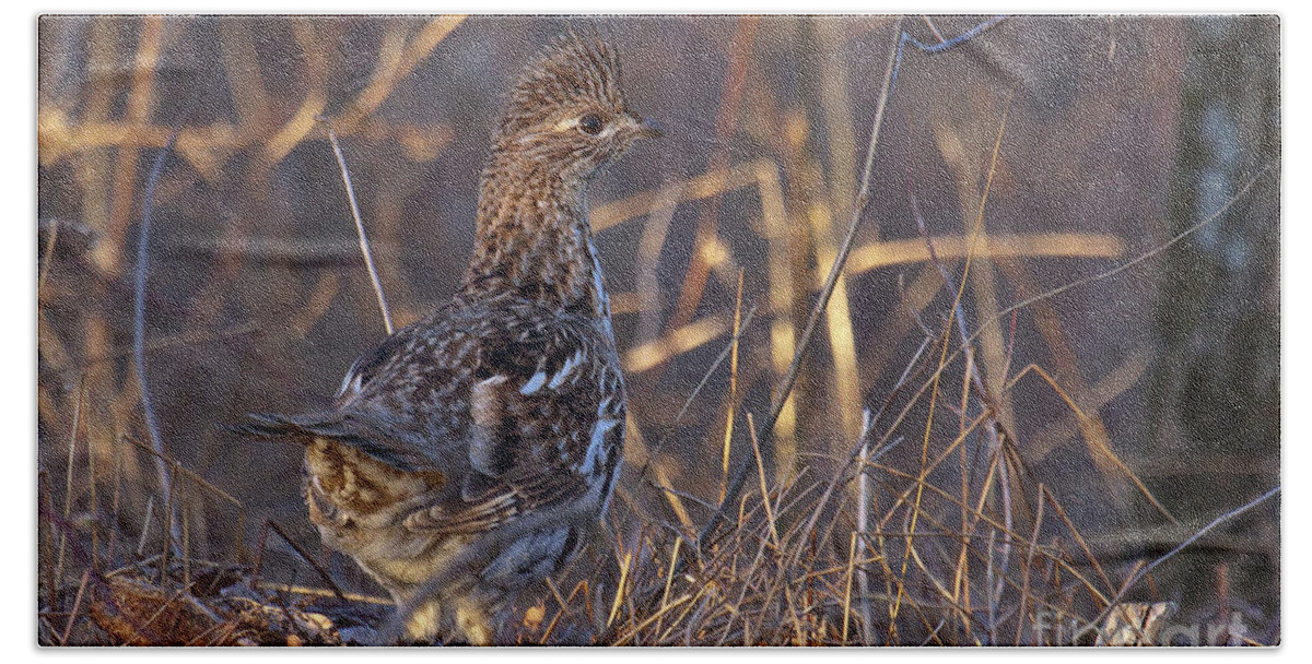 Bedford Bath Towel featuring the photograph Ruffed Grouse #7 by Ronald Lutz
