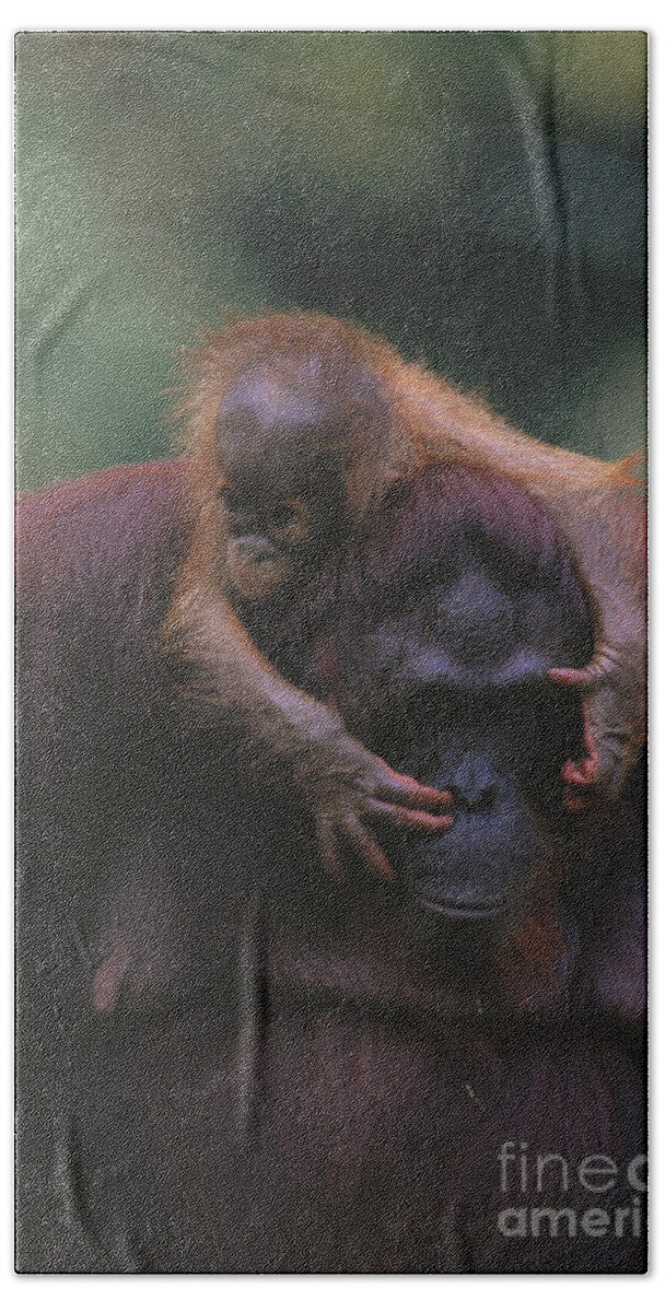 Outdoors Hand Towel featuring the photograph Bornean Orangutan #8 by Art Wolfe