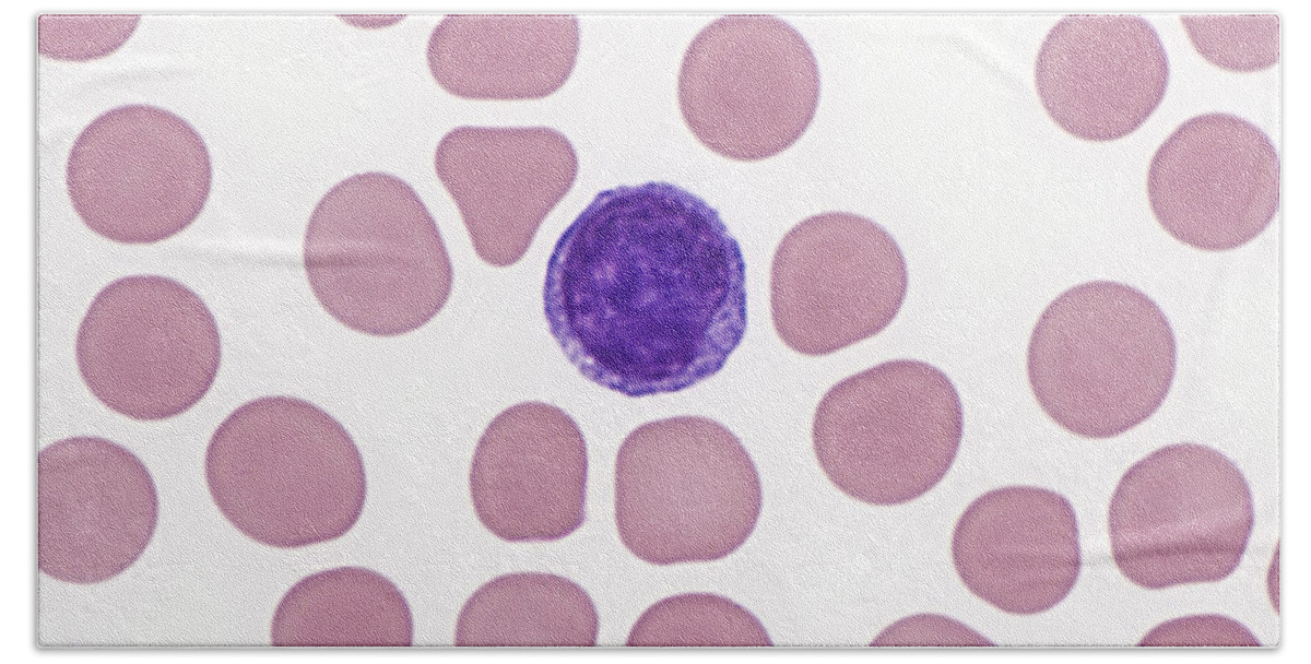 Blood Bath Towel featuring the photograph Red And White Blood Cells, Lm #7 by Alvin Telser