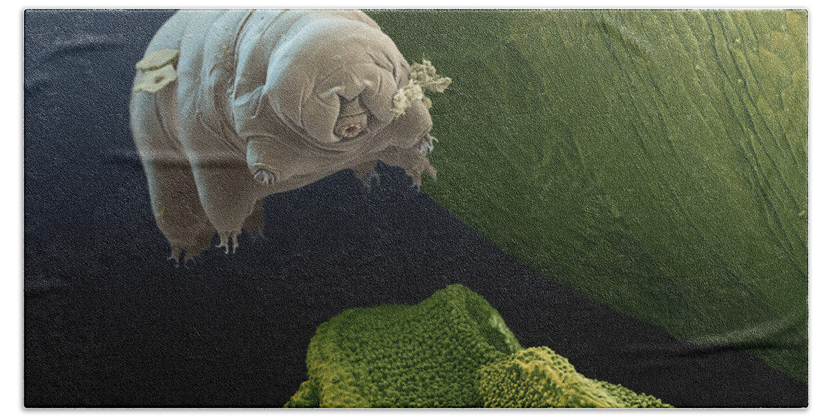 Paramacrobiotus Kenianus Hand Towel featuring the photograph Water Bear #8 by Eye of Science and Science Source