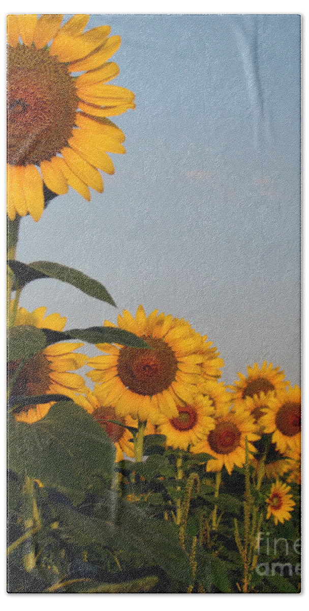 Sunflower Hand Towel featuring the photograph Sunflower series by Amanda Barcon
