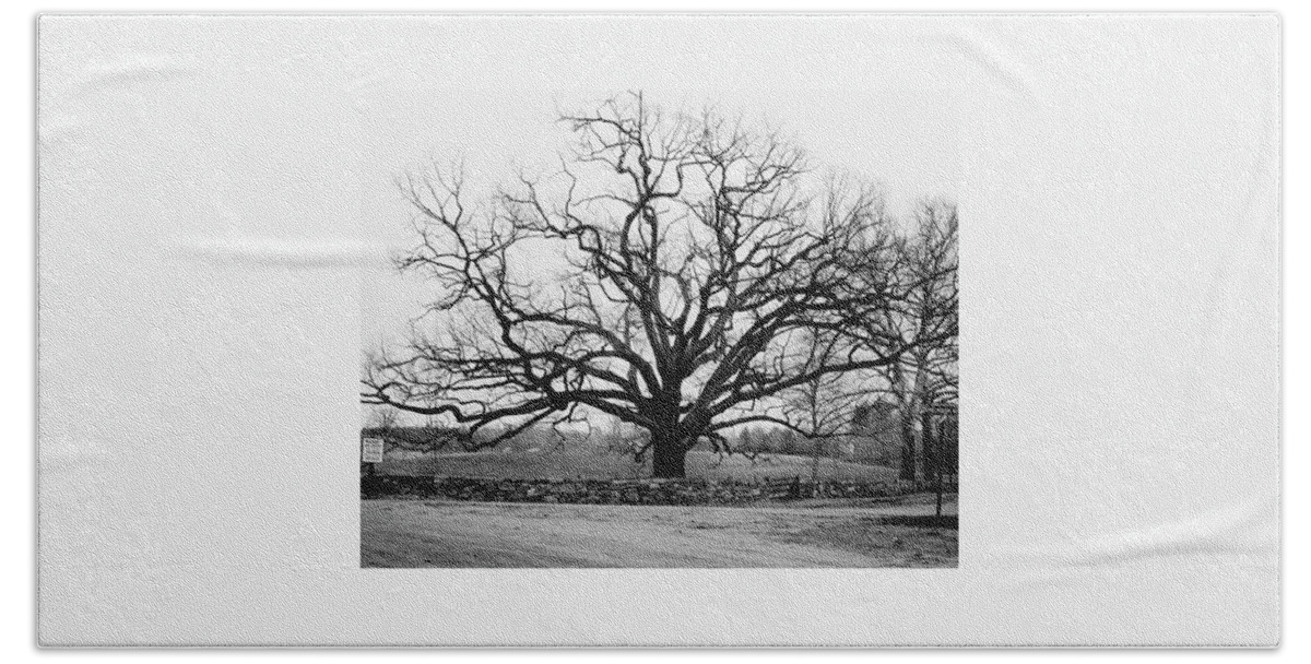 A Bare Oak Tree Bath Towel