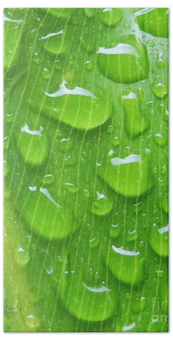 Plant Bath Towel featuring the photograph A Cleansing Morning Rain by Robert ONeil