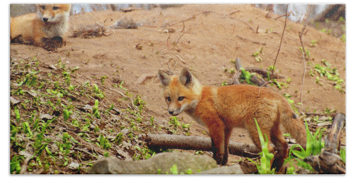 Red Foxes Bath Towel featuring the photograph A Day At the Den by Thomas Young