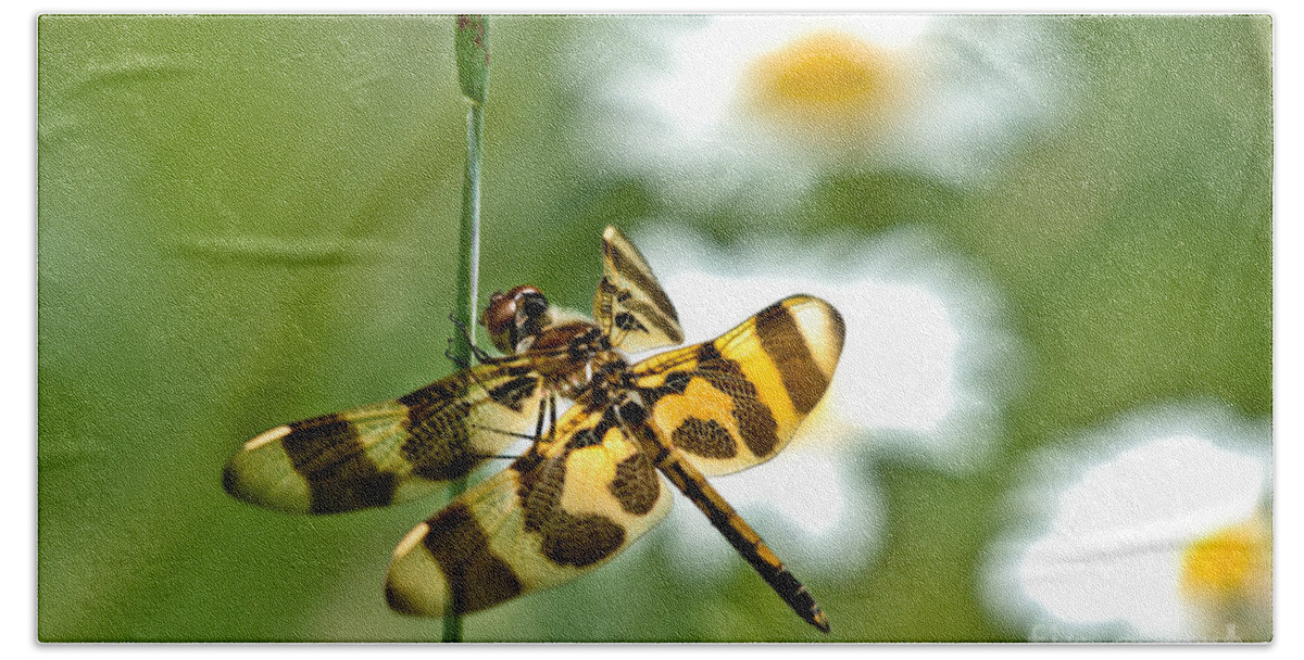 Halloween Pennant Dragonfly Bath Towel featuring the photograph A Dragonfly's Life by Cheryl Baxter