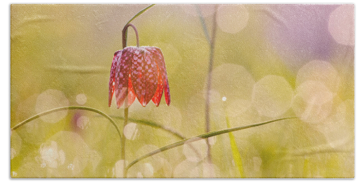 Fritillaria Meleagris Hand Towel featuring the photograph A Fairies' Place II _Snake's head fritillary by Roeselien Raimond