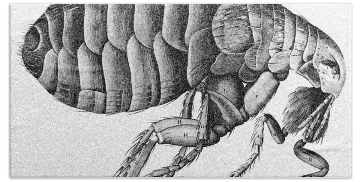 Insect Bath Towel featuring the drawing A Flea from Microscope Observation by Robert Hooke