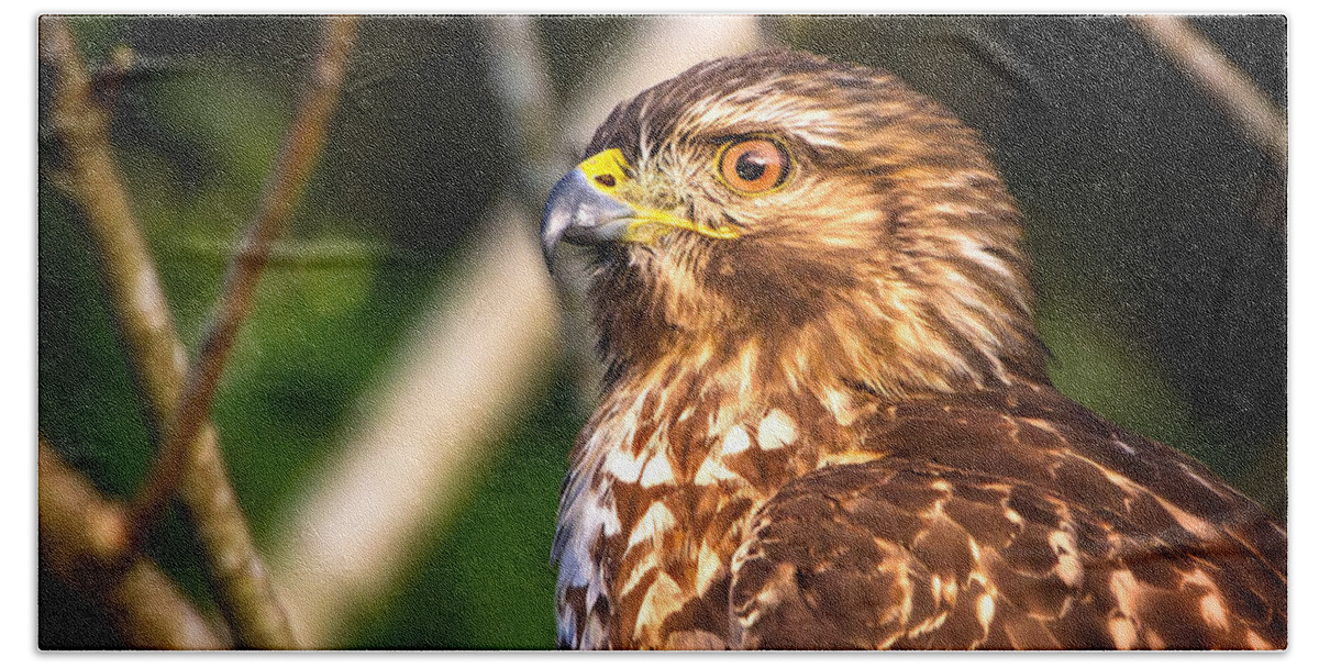 Red Shouldered Hawk Bath Towel featuring the photograph Hawk Eye by Mark Andrew Thomas