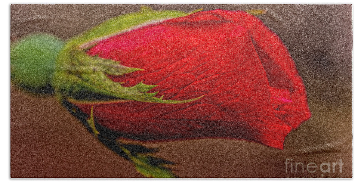 Art Prints Bath Towel featuring the photograph A Knockout Bloom by Dave Bosse