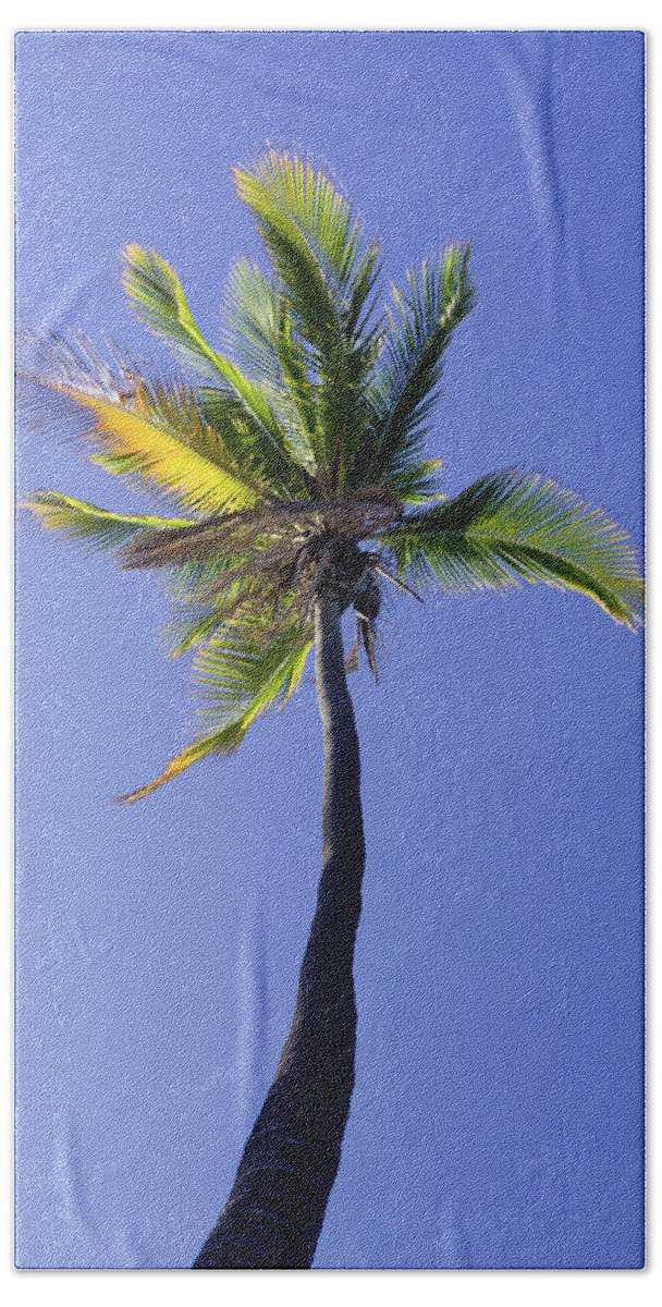 Arecaceae Hand Towel featuring the photograph A Lone Palm Tree Against The Blue Sky by Jonathan Kingston