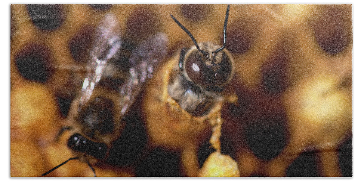 Wildlife Bath Towel featuring the photograph A Male Bee Being Born In A Beehive by Chico Sanchez