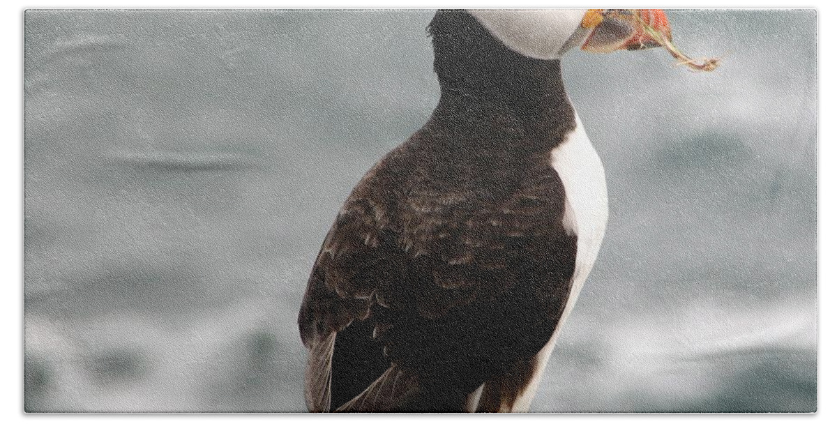 Puffin Bath Towel featuring the photograph A mouth full by Sue Leonard