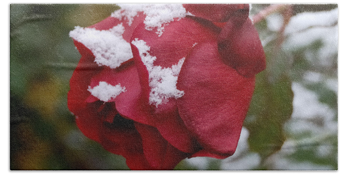 Roses Bath Towel featuring the photograph A Passing Unrequited - Rose In Winter by Steven Milner