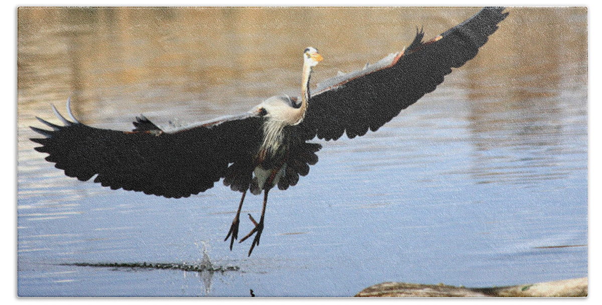 Great Blue Heron Bath Towel featuring the photograph A Perfect Landing by Shane Bechler