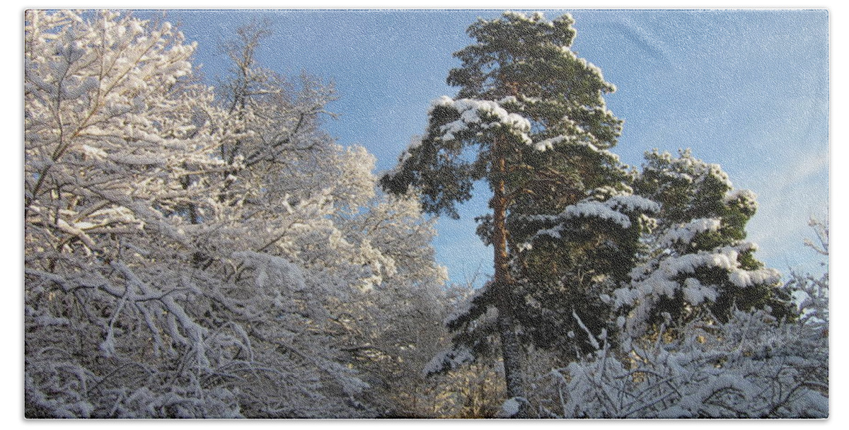 Tree Hand Towel featuring the photograph A perfect winterday by Rosita Larsson
