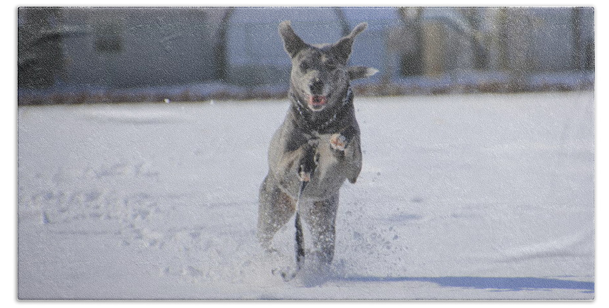 Louisiana Bath Towel featuring the photograph Catahoula Leopard Dog in Snow by Valerie Collins