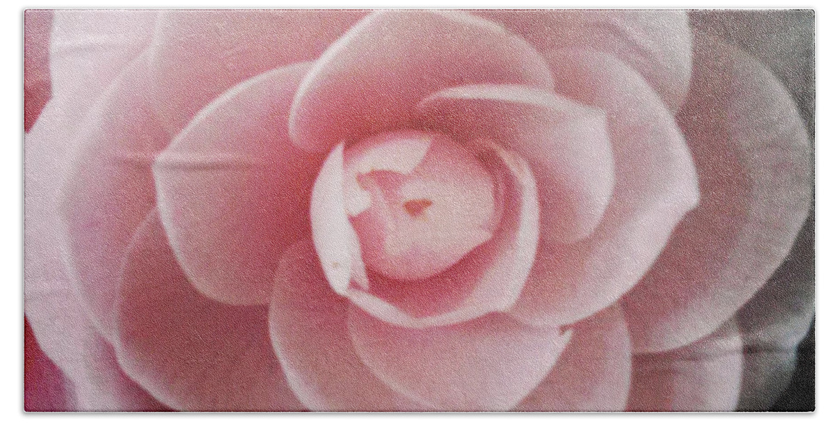 Rose Bath Towel featuring the photograph A Rose Is A Rose Is A Rose by Michael Merry