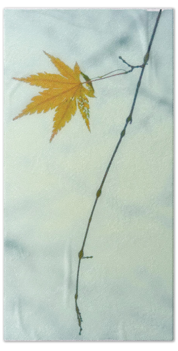 Fall Bath Towel featuring the photograph A Single Leaf by Jonathan Nguyen