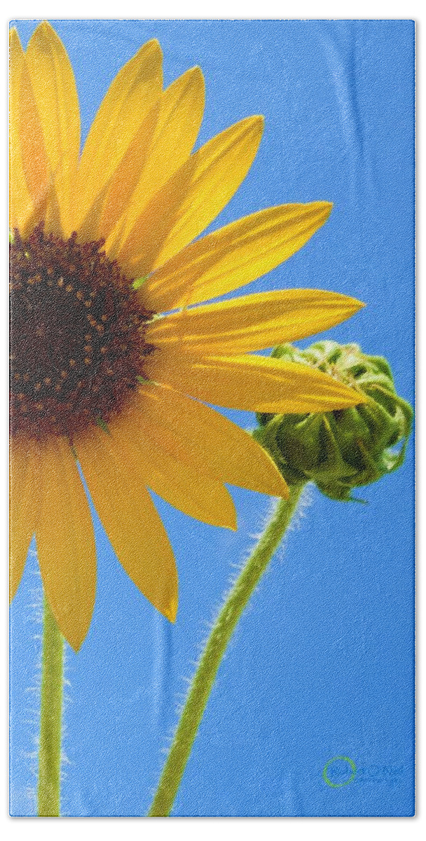 Sunflower Bath Towel featuring the photograph A Sunshine Day #1 by Robert ONeil