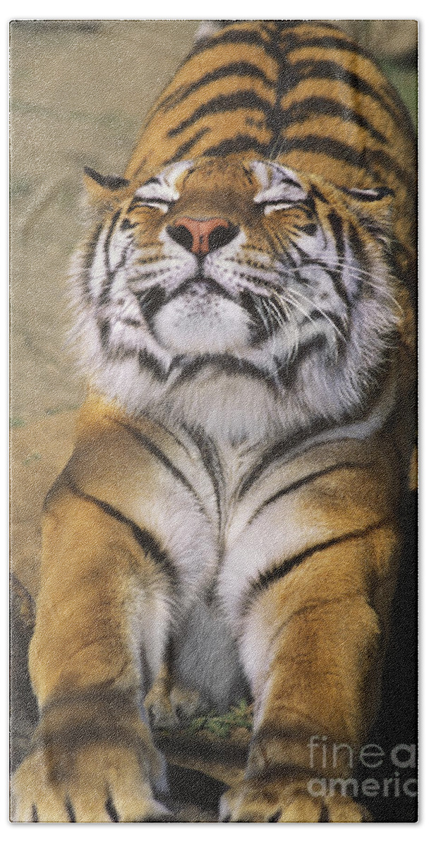 Siberian Tiger Bath Towel featuring the photograph A Tough Day Siberian Tiger Endangered Species Wildlife Rescue by Dave Welling