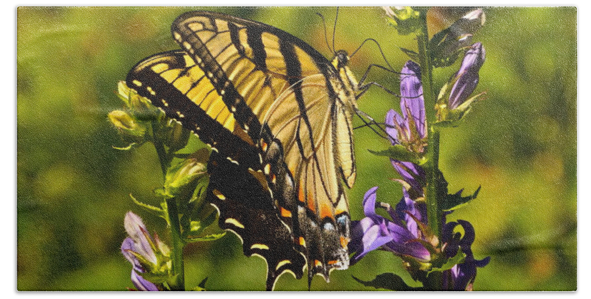 Colorful Butterfly And Purple Flowers Hand Towel featuring the photograph A Warm September Day in the Garden by Byron Varvarigos