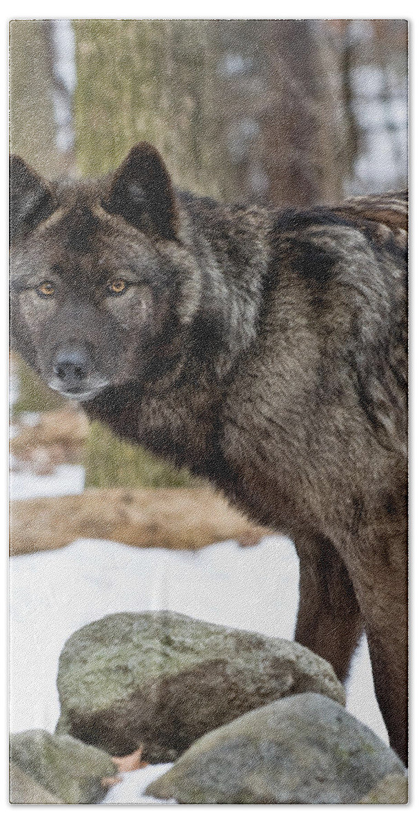 Wolf Hand Towel featuring the photograph A Wolf's Intense Focus by Gary Slawsky