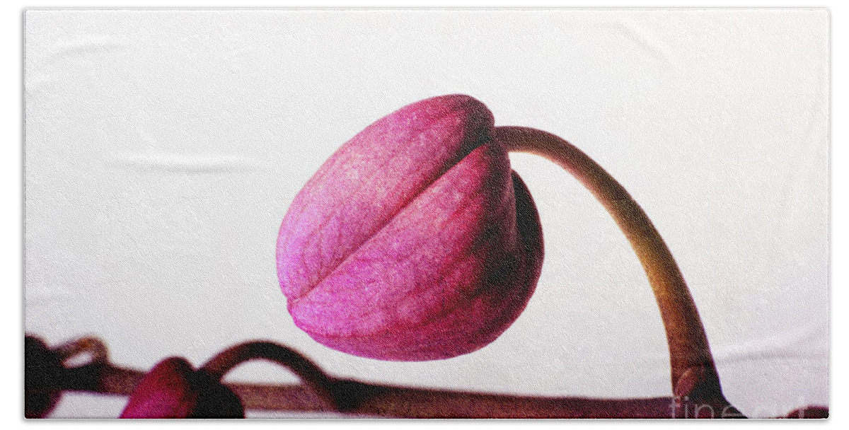 Flower Hand Towel featuring the photograph About to Bloom by Randi Grace Nilsberg