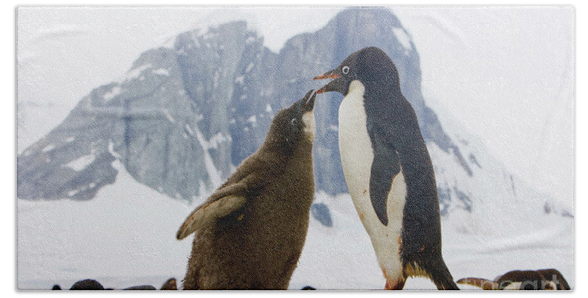 00345593 Bath Towel featuring the photograph Adelie Penguin Chick Begging For Food by Yva Momatiuk John Eastcott