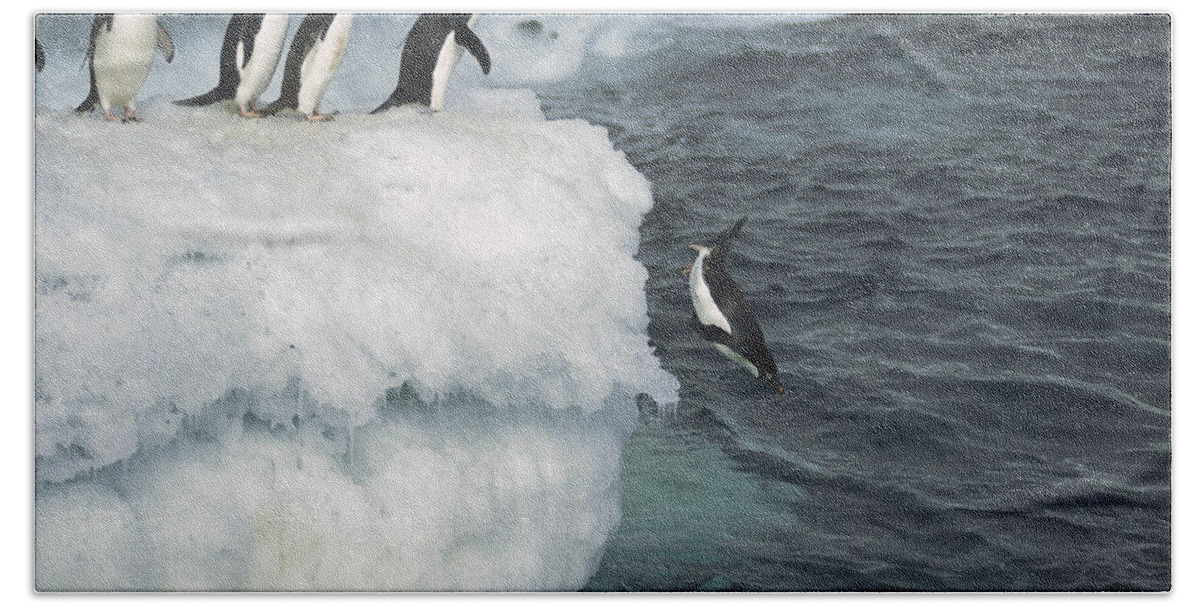 Feb0514 Hand Towel featuring the photograph Adelie Penguins Leaping Off Ice Ross by Tui De Roy