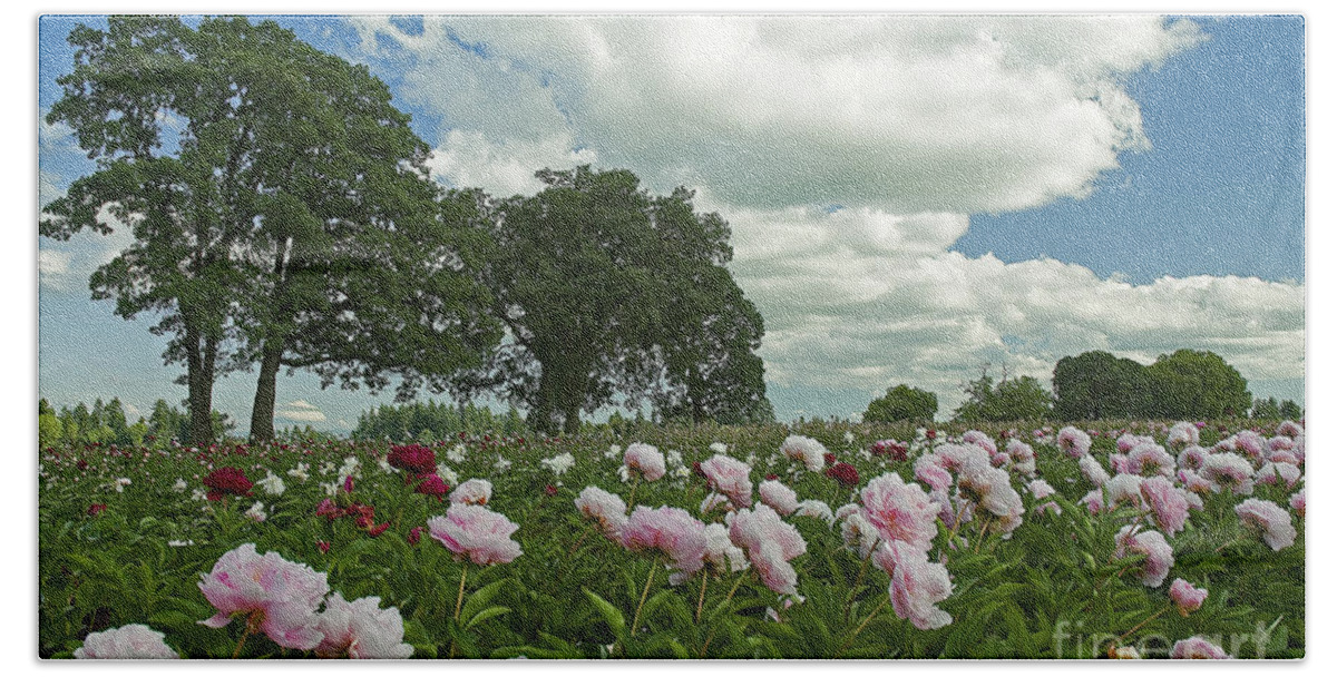 Pacific Hand Towel featuring the photograph Adleman's Peony Fields by Nick Boren