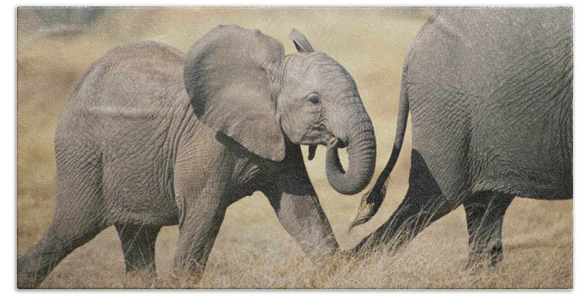 Feb0514 Bath Towel featuring the photograph African Elephant Baby And Mother by Gerry Ellis