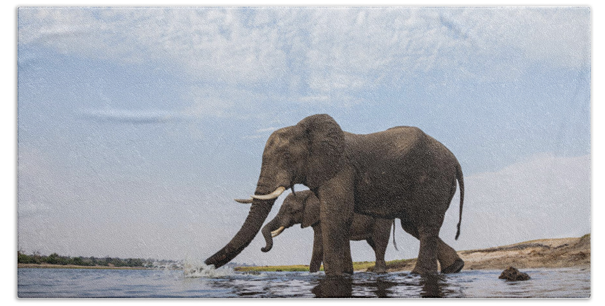 Vincent Grafhorst Hand Towel featuring the photograph African Elephant Bulls Drinking Botswana by Vincent Grafhorst