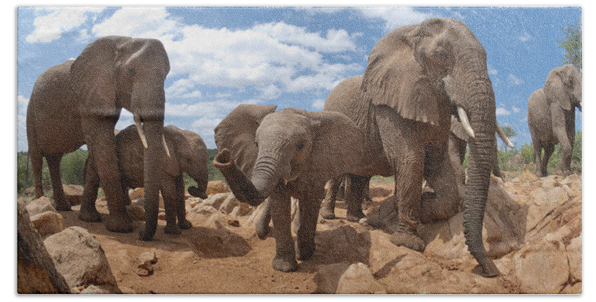 Feb0514 Bath Towel featuring the photograph African Elephant Herd Kenya by Tui De Roy