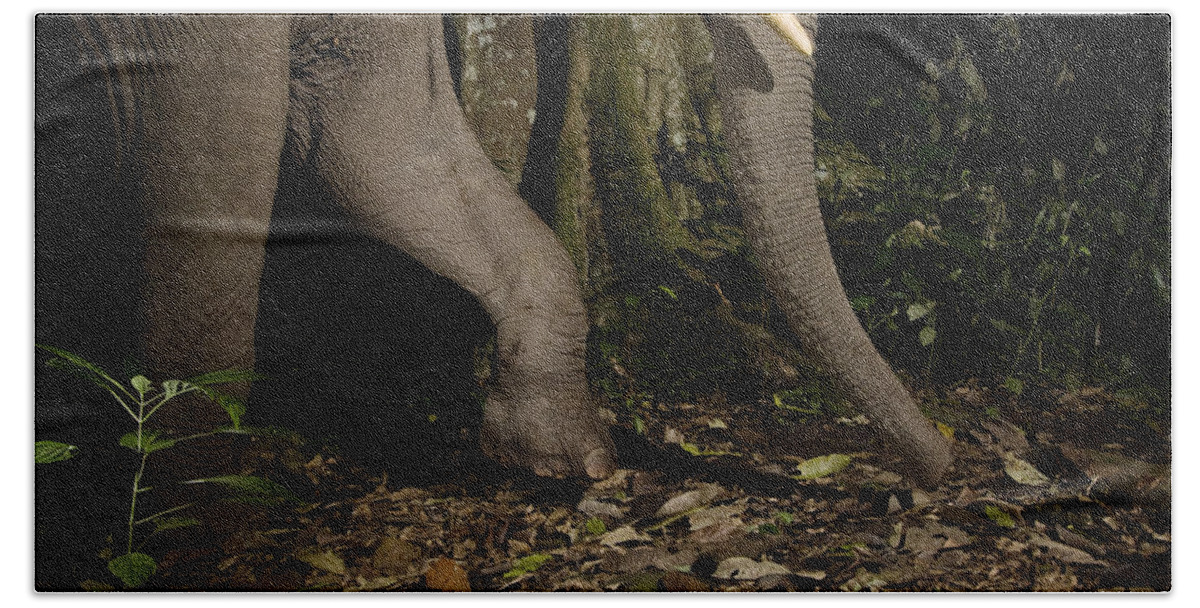 Sebastian Kennerknecht Bath Towel featuring the photograph African Elephant Night Walk Kibale Np by Sebastian Kennerknecht