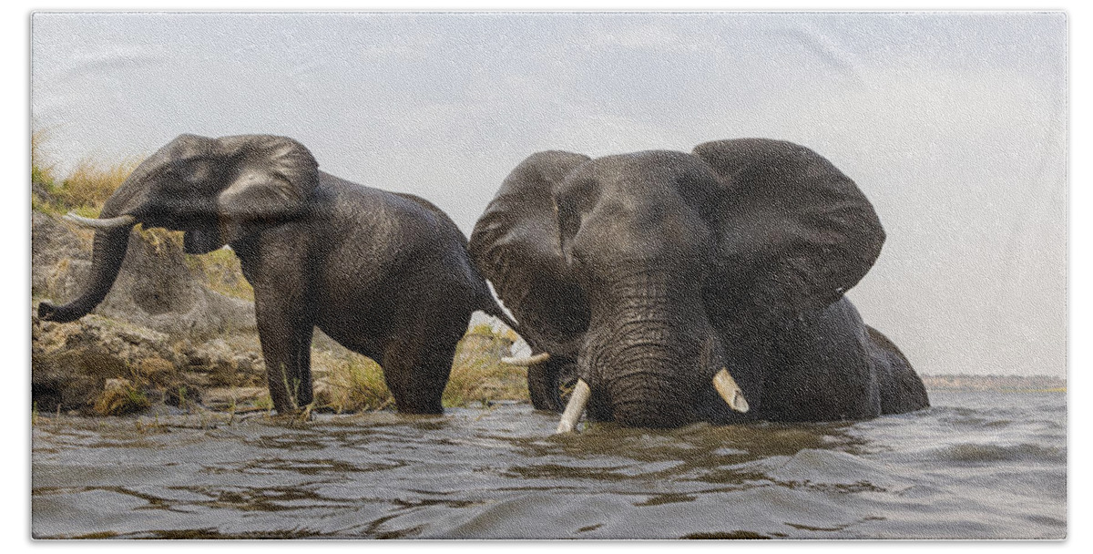 Vincent Grafhorst Bath Towel featuring the photograph African Elephants In The Chobe River by Vincent Grafhorst