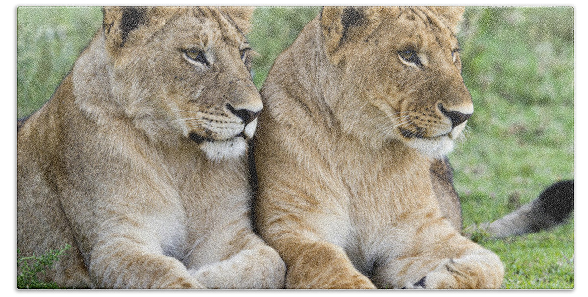 Nis Hand Towel featuring the photograph African Lion Juveniles Serengeti Np by Erik Joosten