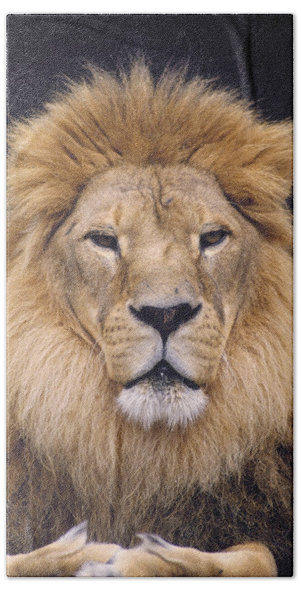 Feb0514 Hand Towel featuring the photograph African Lion Male Portrait by Gerry Ellis