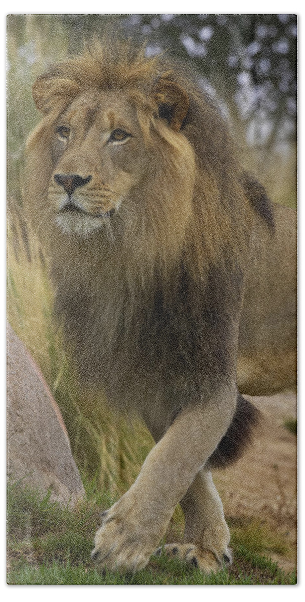 Feb0514 Bath Towel featuring the photograph African Lion Male Portrait by San Diego Zoo
